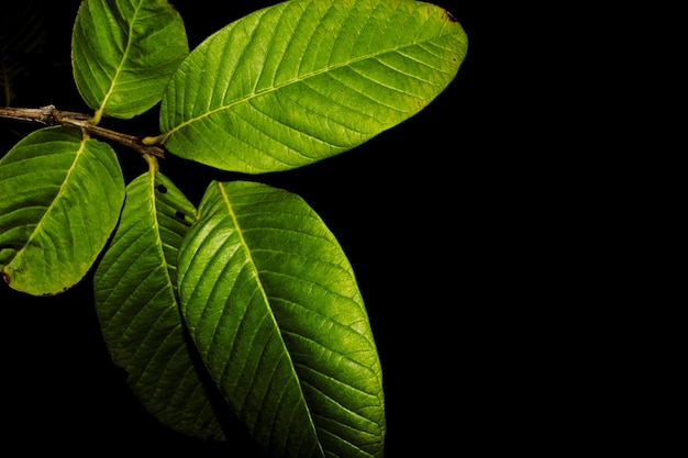 Guayaba hojas en la noche