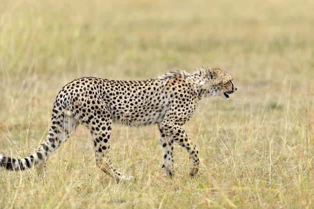 Guepardo africano salvaje, hermoso animal mamífero. África, Kenia