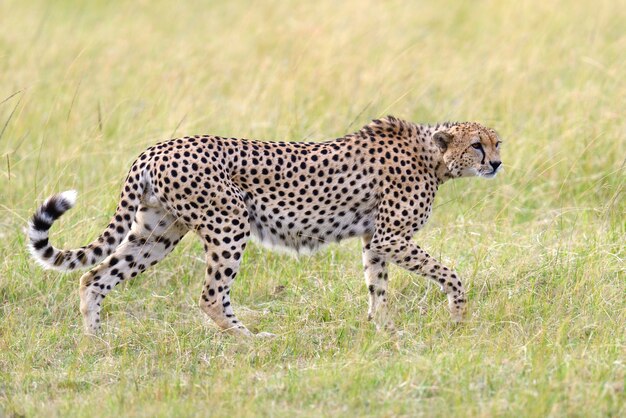 Guepardo africano salvaje, hermoso animal mamífero. África, Kenia