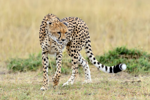 Guepardo en pastizales en el Parque Nacional de África