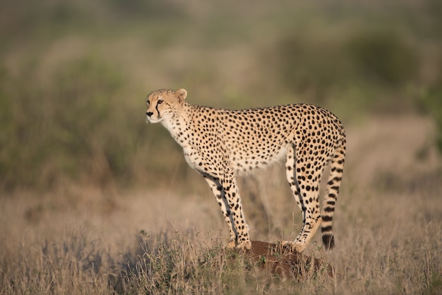 guepardo de pie sobre la roca en busca de una presa