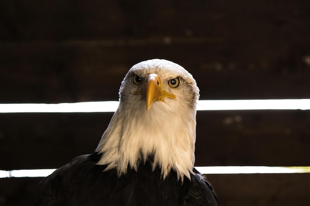 Águila calva americana en un parque zoológico