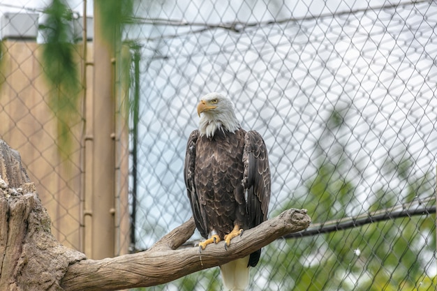 Águila calva con un pico amarillo sentado en la rama de un árbol rodeado por vallas de tela metálica en un zoológico