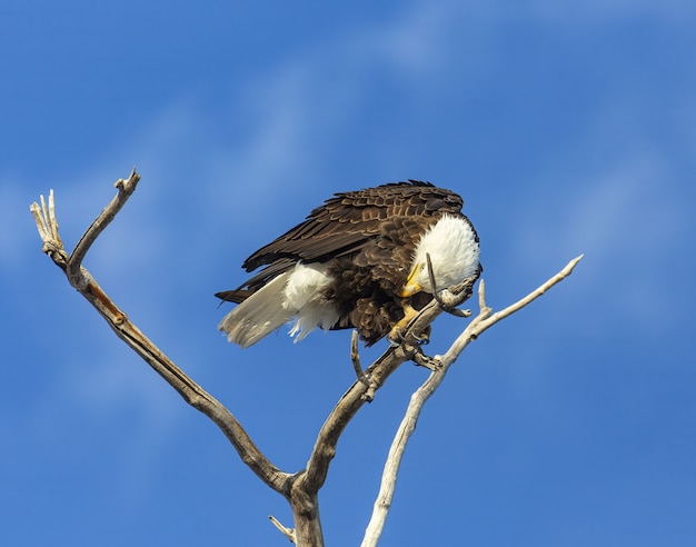 Águila calva, posado, en, árbol