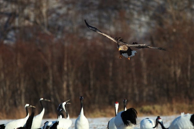 Águila de cola blanca volando por encima del grupo de grullas de cuello negro en Hokkaido, Japón