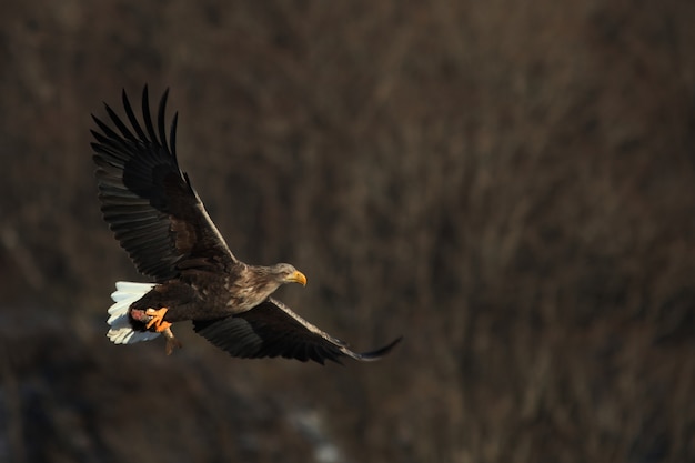 Águila de cola blanca volando bajo la luz del sol