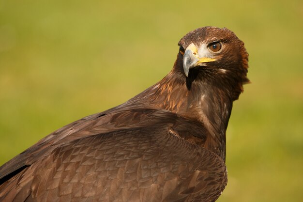 Águila en reposo con el cuello vuelto