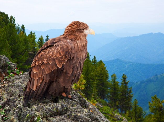 Águila en la roca