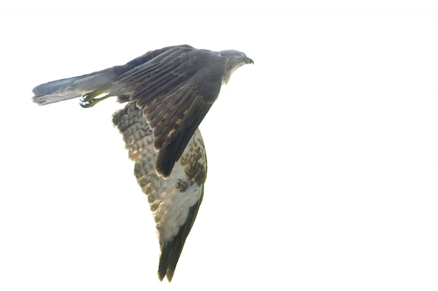 Águila volando