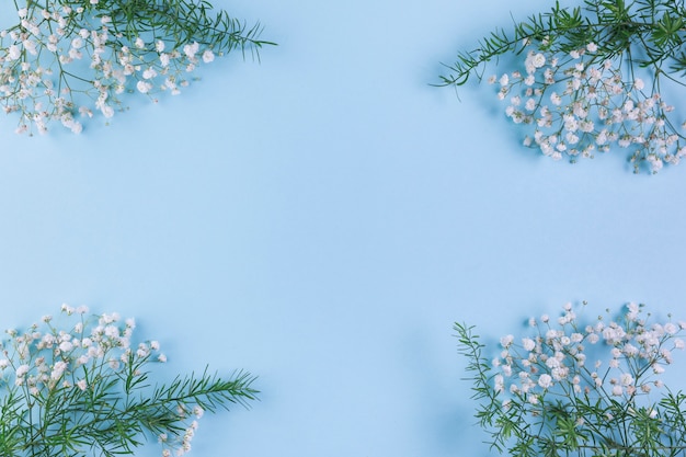 Gypsophila y hojas en la esquina del fondo azul.