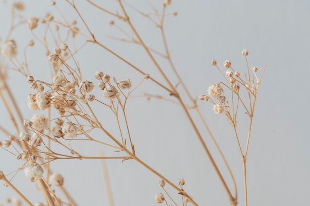 Gypsophila seca sobre un fondo gris