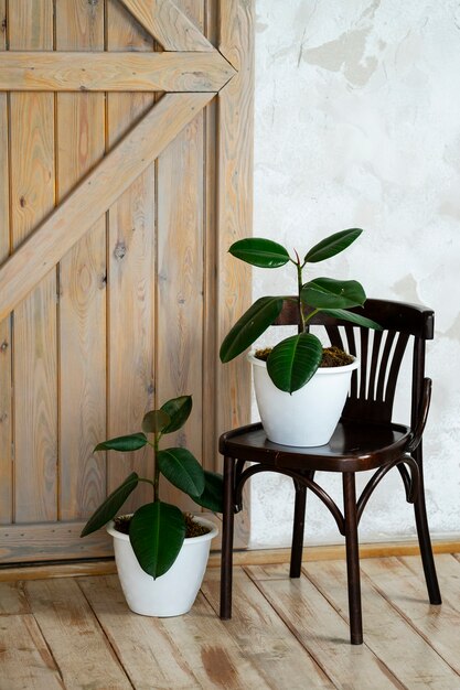 Habitación con plantas en macetas en silla de madera.