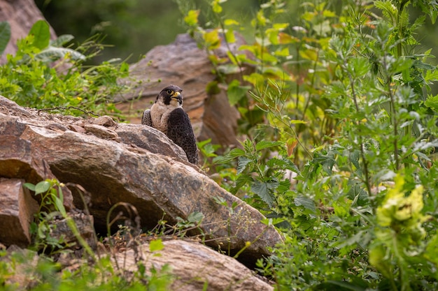 Foto gratuita halcón hermoso y raro en la roca. depredador de aves.