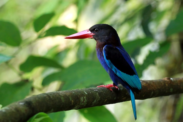 Halcyon cyanoventris Bird llevando comida a sus hijos en una jaula