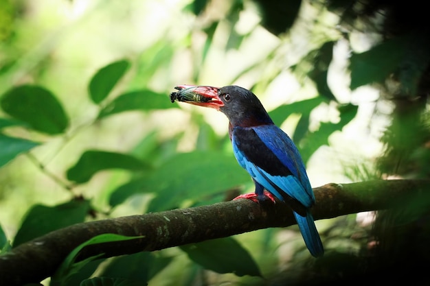 Halcyon cyanoventrisbird esperando comida de su madre