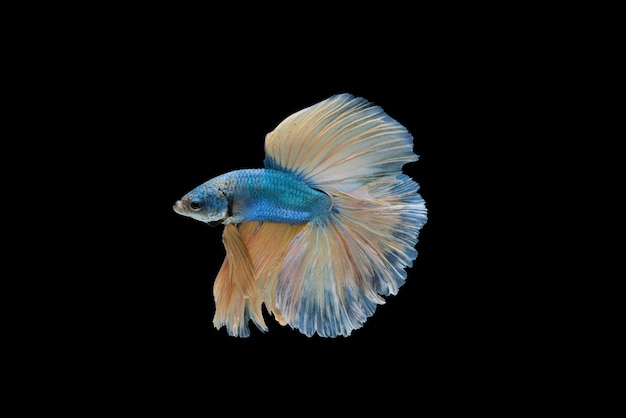 Halfmoon Betta splendens o siamés pelea de pescado aislado