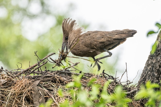 Hamerkop con material de construcción de nidos en el nido, Kruger NP, South A