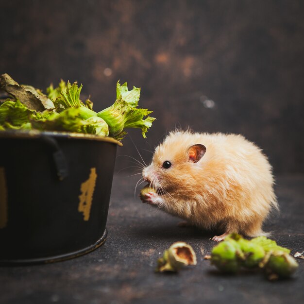 Hamster comiendo avellana vista lateral sobre un marrón oscuro
