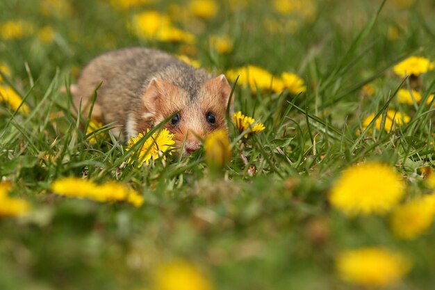 Hámster europeo en una pradera de flores