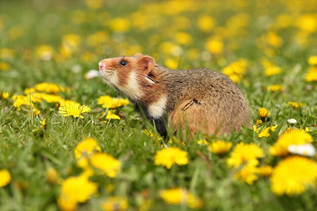 Hámster europeo en una pradera de flores