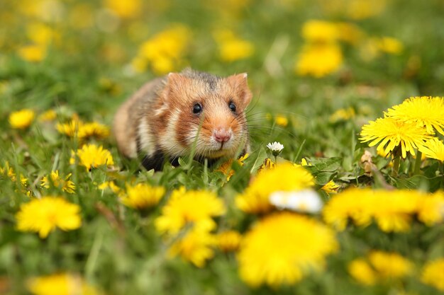 Hámster europeo en una pradera de flores