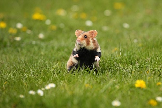 Hámster europeo en una pradera de flores