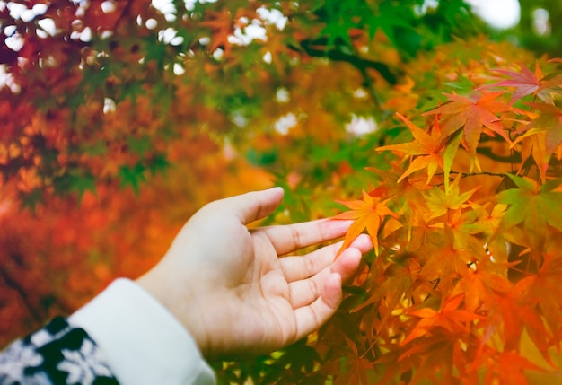 Hand Touch Show Present Autumn Leaves