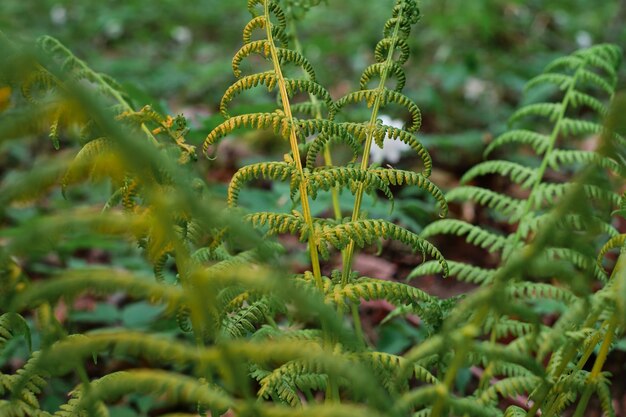 Helecho espiral bajo una cálida luz primaveral soleada del atardecer en un claro del bosque en Escandinavia Brotes jóvenes rodantes en tonos de verde brillante Enfoque suave selectivo