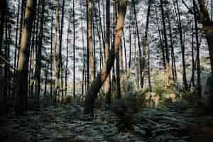 Foto gratuita helechos y árboles que crecen en el bosque durante el día soleado