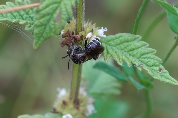 Una hembra de abejas salicaria amarilla