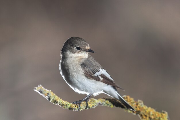 Hembra adulta de papamoscas europeo Ficedula hypoleuca