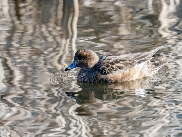 Hembra de pato wigeon euroasiático nadando en un lago en el bosque de Izumi en Yamato, Japón