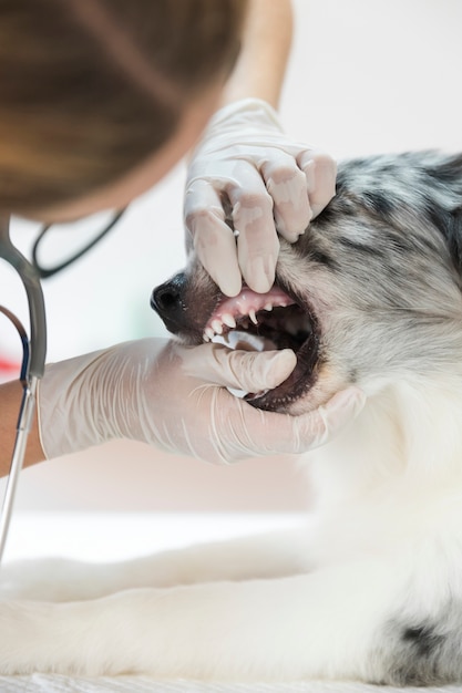 Hembra veterinaria inspeccionando los dientes del perro en clínica.