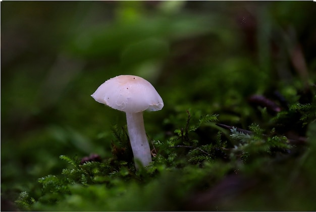 Hemimycena especie mairei? Capó Fanvault, Buskett, Malta, el Mediterráneo