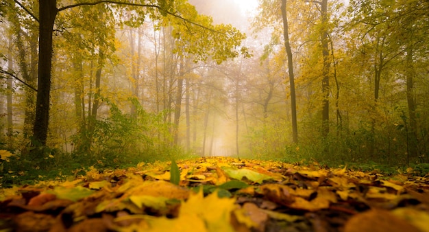 Hermosa alfombra de follaje en un pintoresco otoño brumoso woo