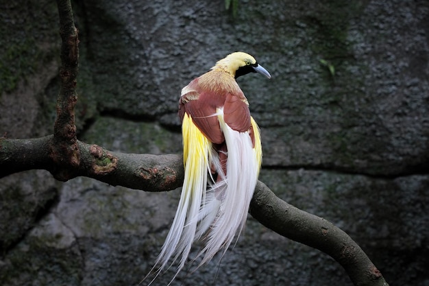 Foto gratuita hermosa ave del paraíso en rama pájaro cendrawasih