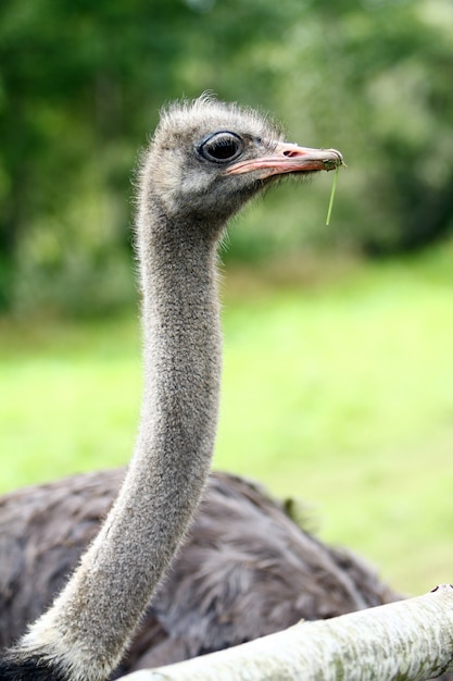 Hermosa avestruz
