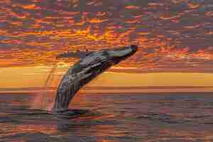 Foto gratuita una hermosa ballena cruzando el océano