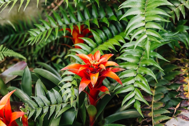 Hermosa bromelia roja en la naturaleza