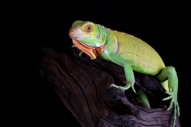 Hermosa cabeza de primer plano de iguana roja bebé en primer plano de animal de madera