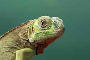 Foto gratuita hermosa cabeza de primer plano de iguana roja bebé en primer plano de animal de madera