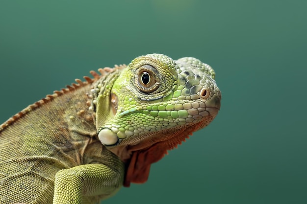 Hermosa cabeza de primer plano de iguana roja bebé en primer plano de animal de madera