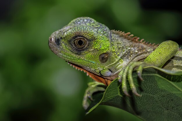 Hermosa cabeza de primer plano de iguana roja bebé en primer plano de animal de madera