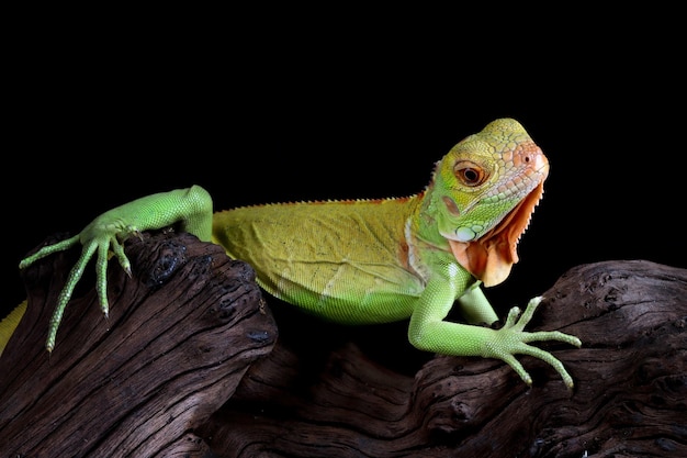 Foto gratuita hermosa cabeza de primer plano de iguana roja bebé en primer plano de animal de madera