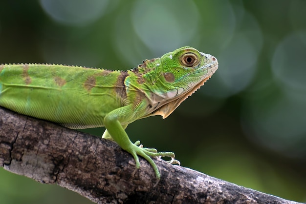 Hermosa cabeza de primer plano de iguana roja bebé en primer plano de animal de madera