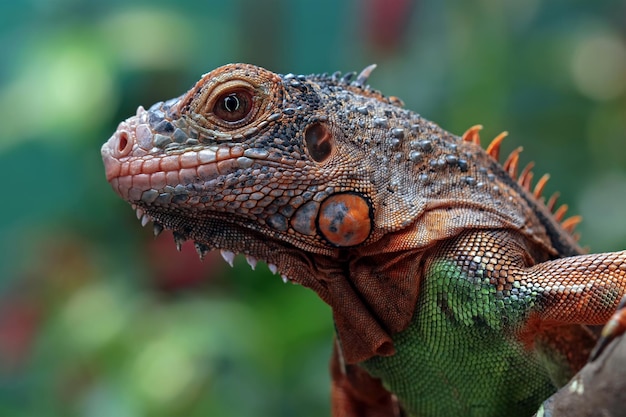 Hermosa cabeza de primer plano de iguana roja en madera Hermosa iguana roja en madera con fondo natural