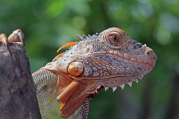 Hermosa cabeza de primer plano de iguana roja en madera Hermosa iguana roja en madera