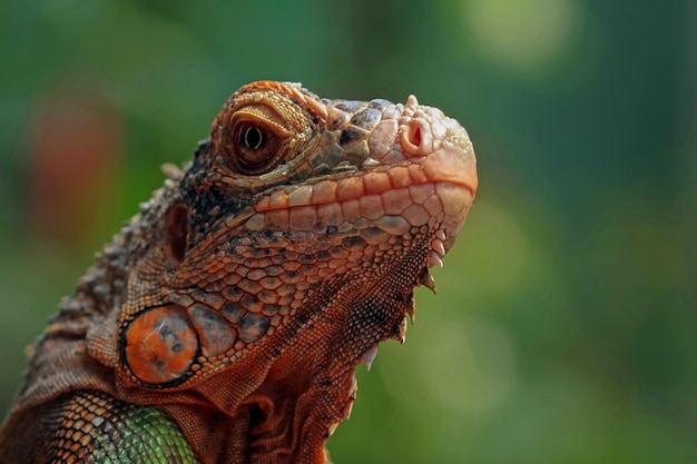 Hermosa cabeza de primer plano de iguana roja en primer plano de animal de madera