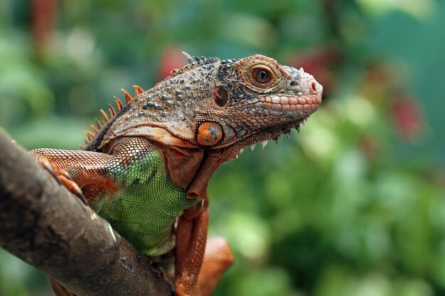 Hermosa cabeza de primer plano de iguana roja en primer plano de animal de madera