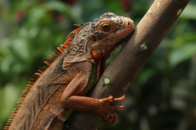 Hermosa cabeza de primer plano de iguana roja en primer plano de animal de madera